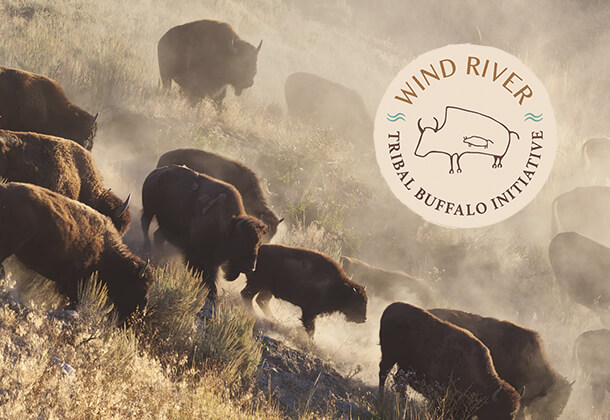 Wind River Tribal Buffalo Initiative
